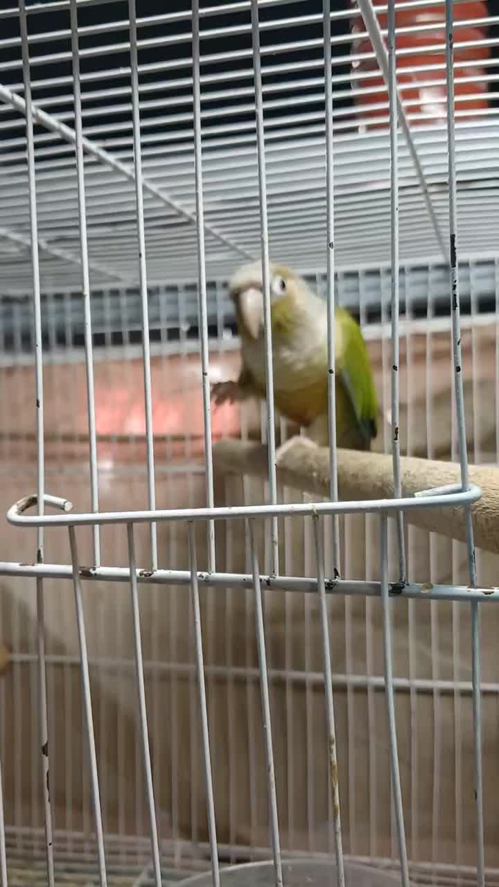 گرینچیک نر بالغ کارداده تستم داره|پرنده|مشهد, شهرک ابوذر|دیوار