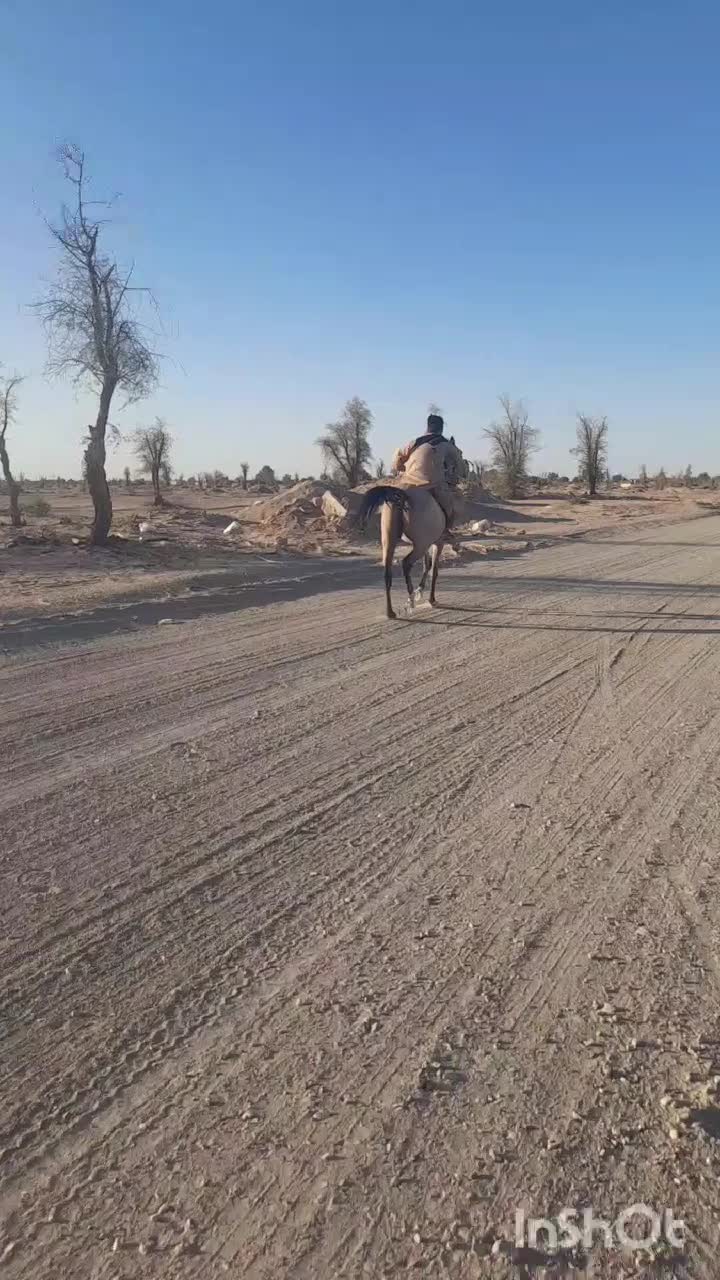 اسب عرب نریون|اسب و تجهیزات اسبسواری|بم, |دیوار