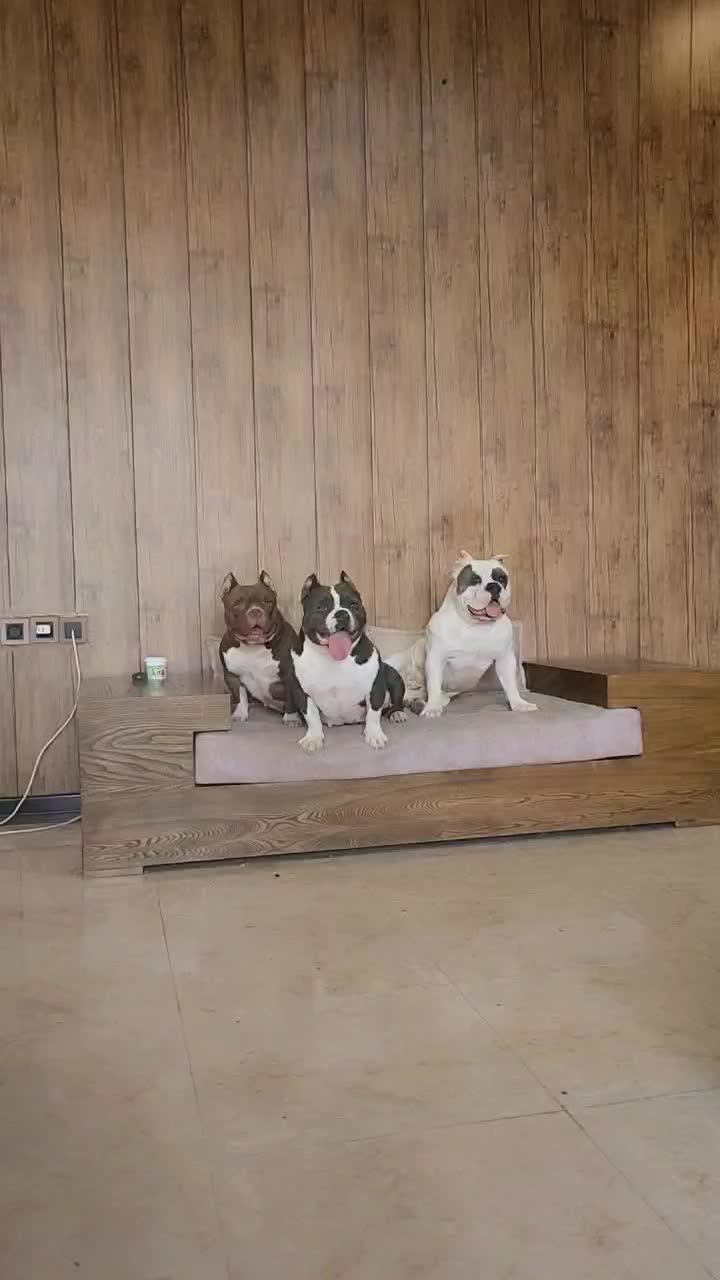 اگزو بولی|سگ|تهران, تهرانپارس شرقی|دیوار