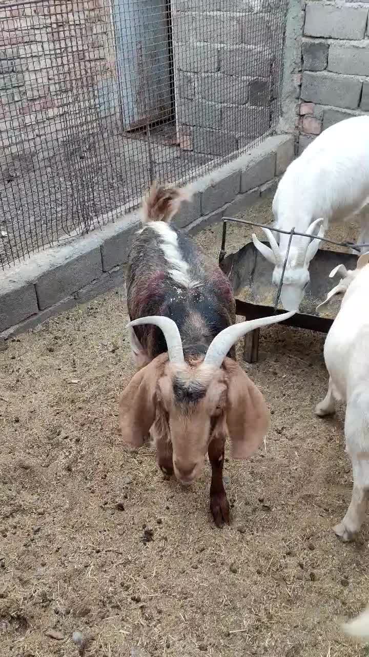 بزدورگ وخالص سانن|حیوانات مزرعه|درمیان, |دیوار