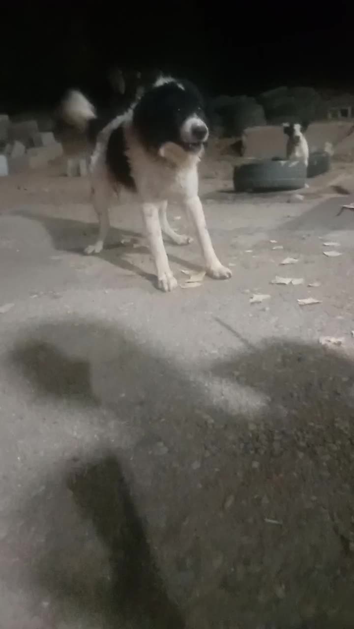 سرقت|حیوانات|مسجد سلیمان, |دیوار