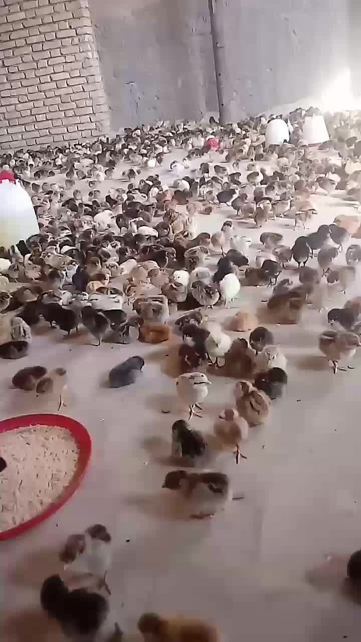 جوجه|حیوانات مزرعه|یزد, |دیوار