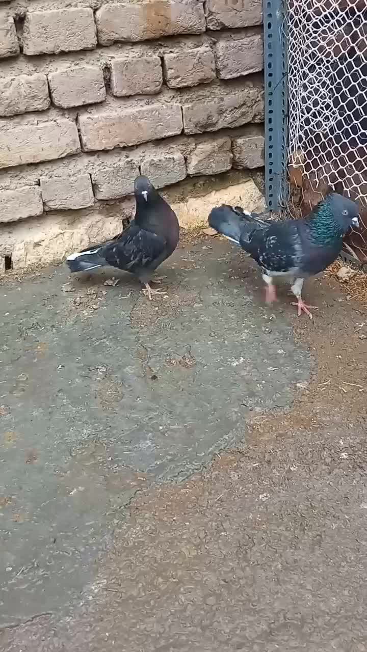 کبوتر|پرنده|نوشین شهر, |دیوار