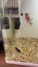 سیچلاید افرا،گورخری،فلاور|ماهی|مشهد, الهیه|دیوار