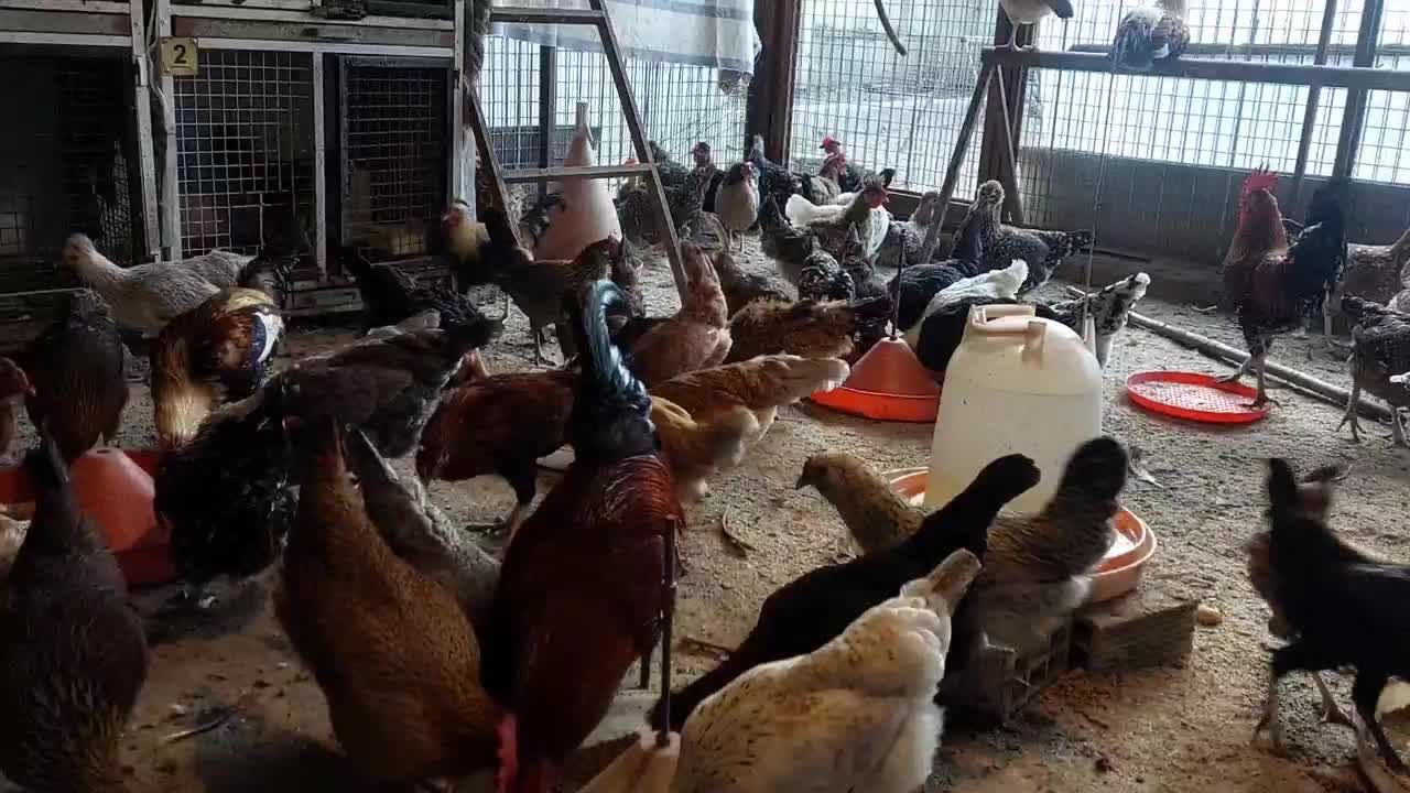 مرع اصیل شمالی|حیوانات مزرعه|چابکسر, |دیوار