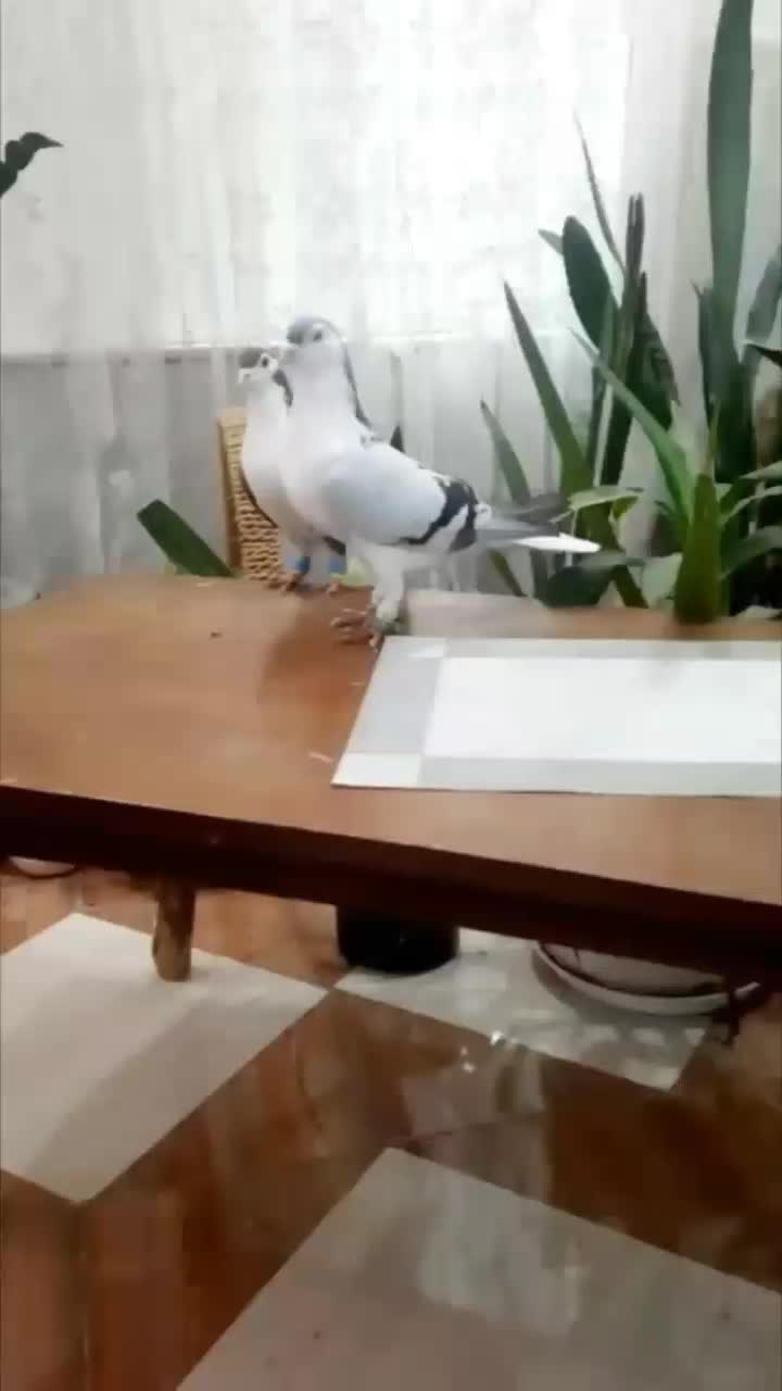 یک جفت کفتر ساده امری آبی نر با ماده مشکی|پرنده|تربت جام, شهرک معلم|دیوار