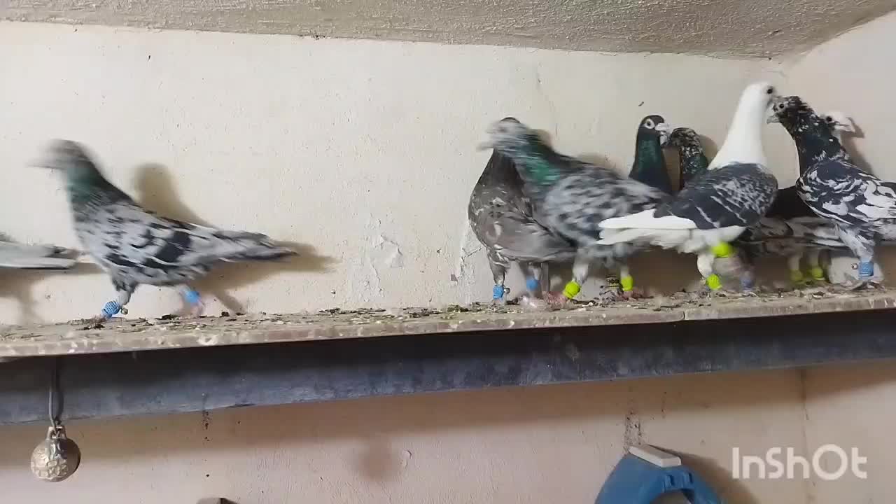 کفتر یا کبوتر پلاکی|پرنده|شیراز, رکنآباد|دیوار