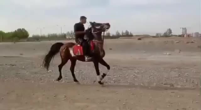 اسب|اسب و تجهیزات اسب‌سواری|ری, شهرک نظامی|دیوار