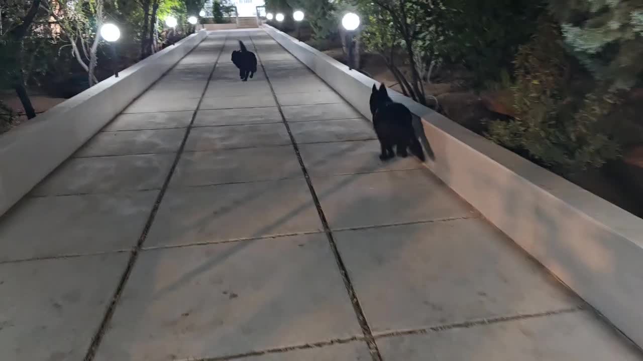 سگ جرمن شولاین بلک|سگ|شیراز, محمدیه|دیوار