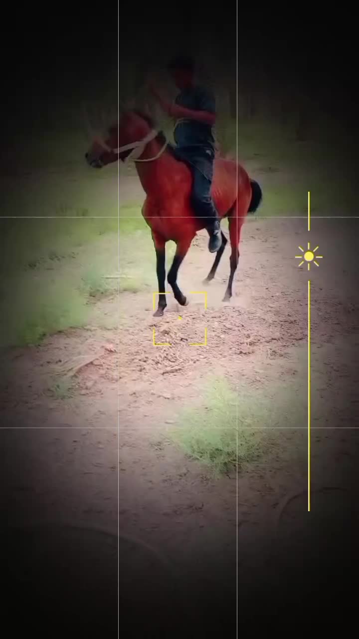 اسب|اسب و تجهیزات اسب‌سواری|جیرفت, |دیوار