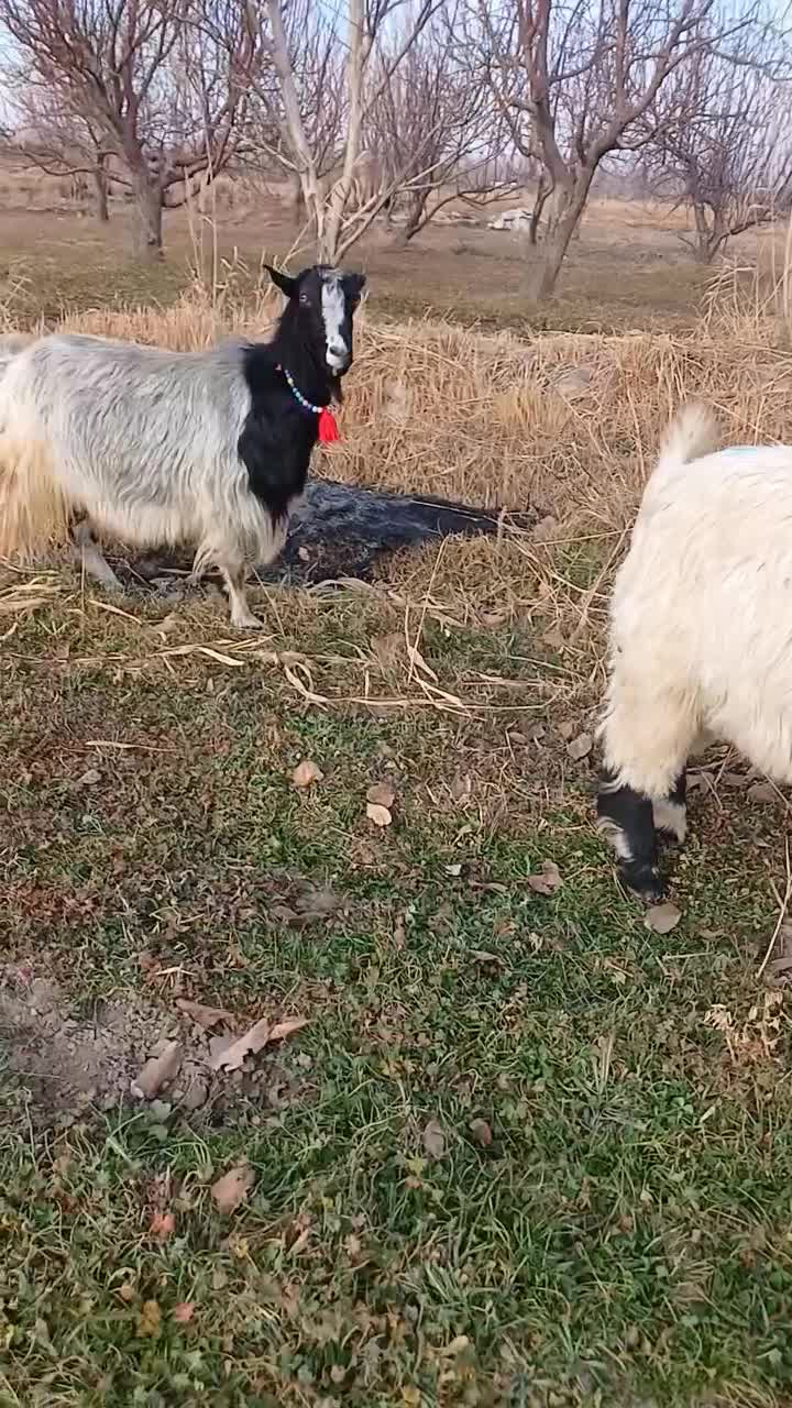 بز میش قوچ بره|حیوانات مزرعه|بروجرد, |دیوار