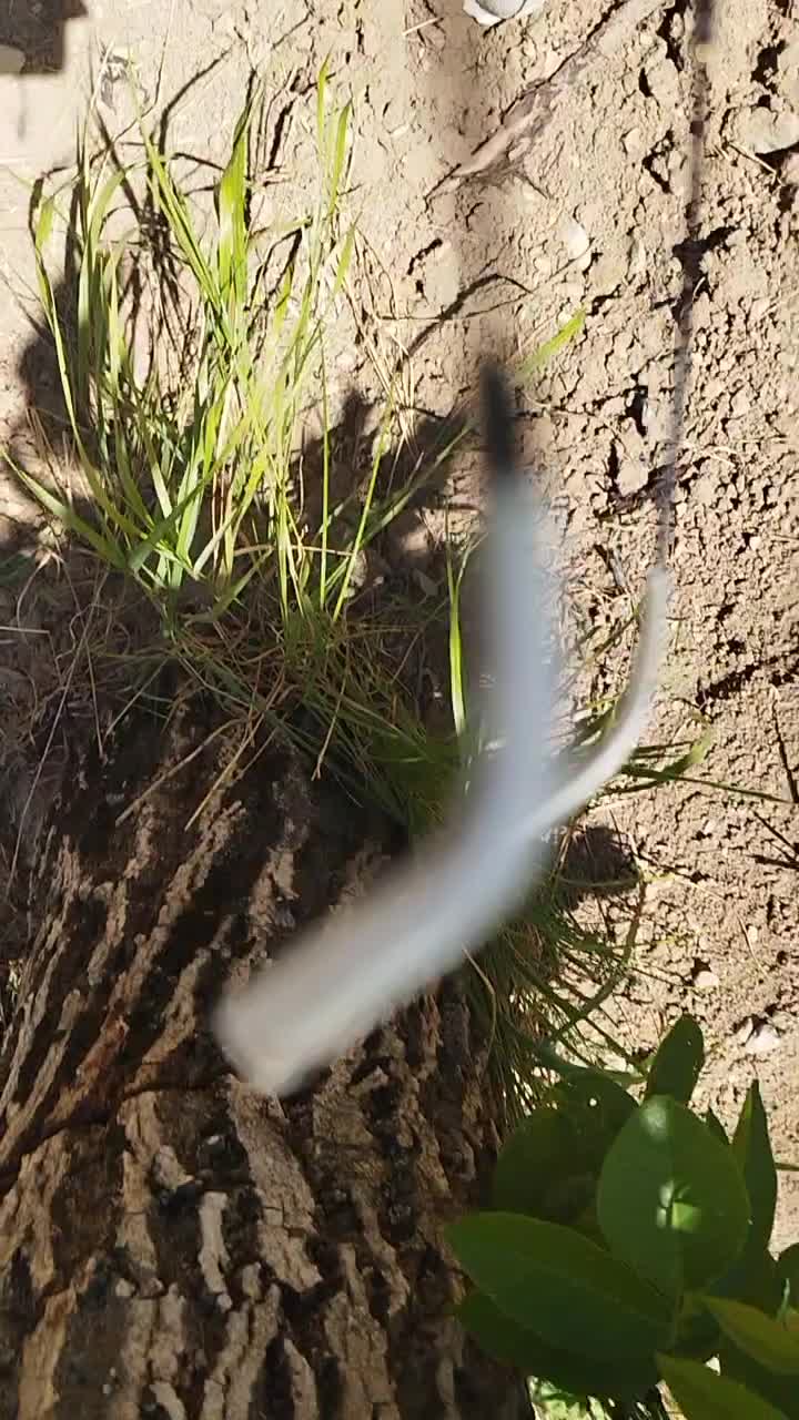 انجام انواع  پیوند تخصصی روی گردو وسایر میوه‌جات|خدمات باغبانی و درختکاری|خرم‌آباد, |دیوار