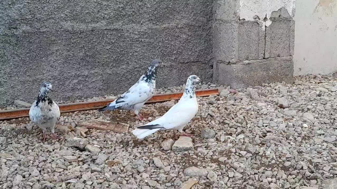 کبوتر|پرنده|لامرد, |دیوار