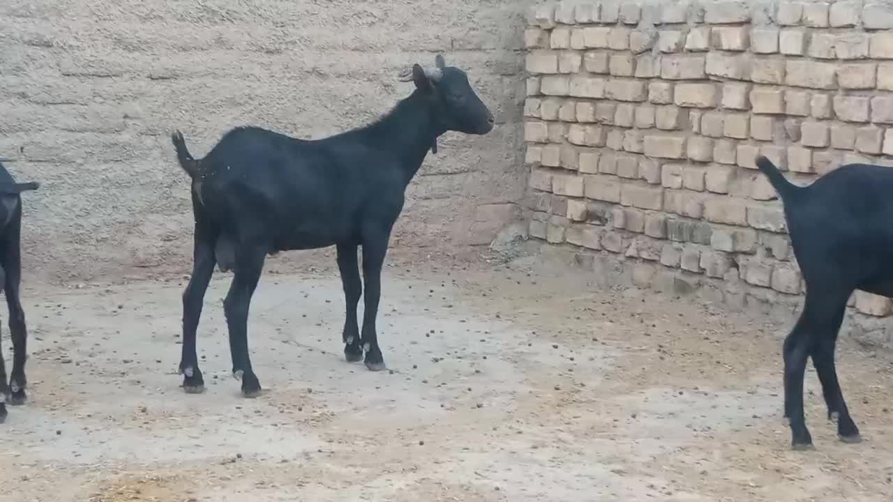 بزغاله نر مورسیا|حیوانات مزرعه|قزوین, |دیوار