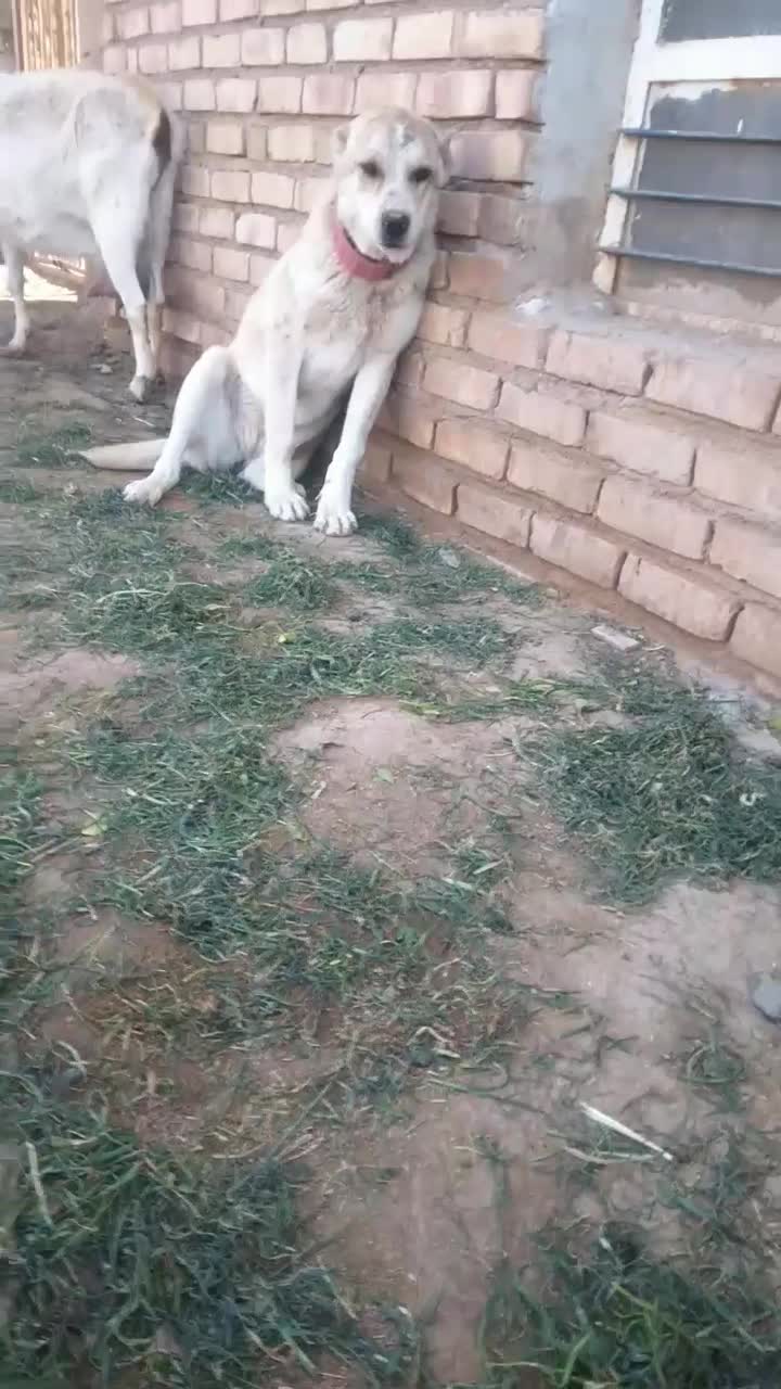 توله ماده .|سگ|تربت جام, میان جام|دیوار