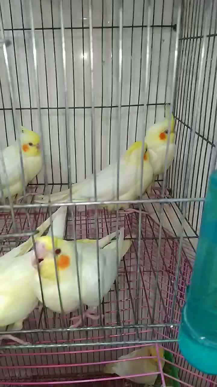 طوطی عروس نرمخوروعروس بالغ وجفت|پرنده|بهبهان, |دیوار