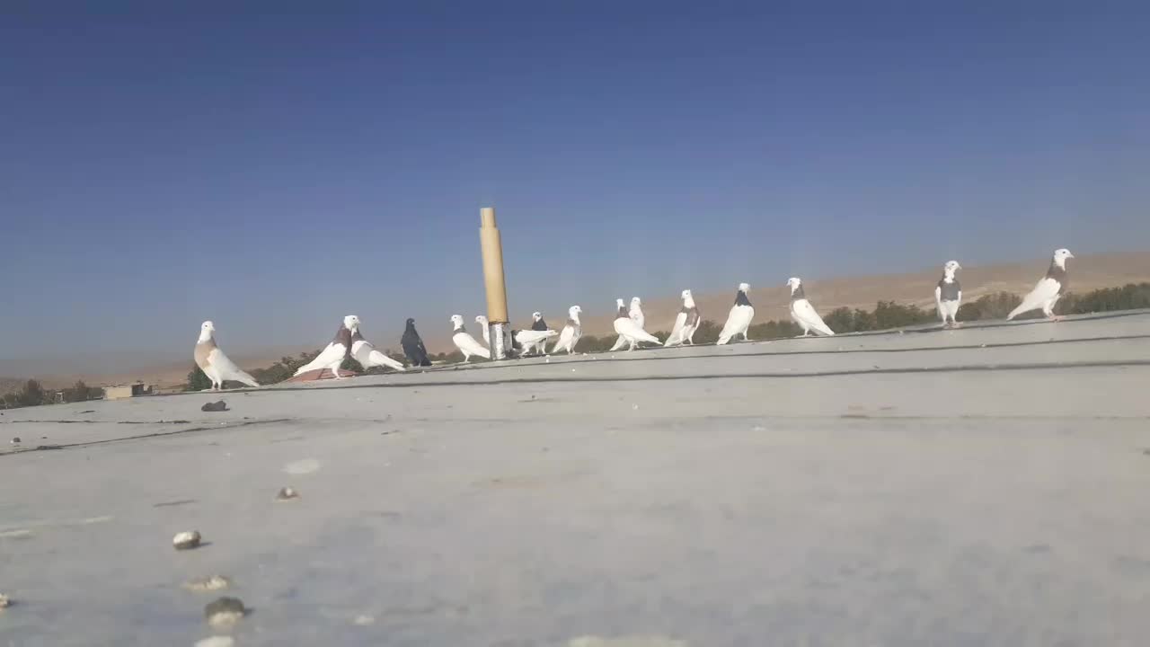 سلام فروش۲۰عدد طوقی حدود ۵.۶تاش ماده بقیه نر|پرنده|شیراز, دروازه قران|دیوار