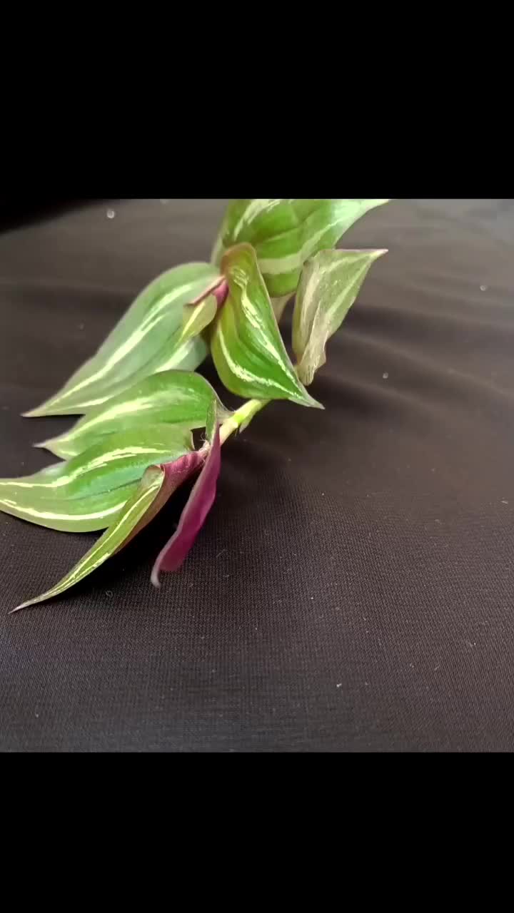 حراج انگشتر نقره|جواهرات|خمینی‌شهر, |دیوار