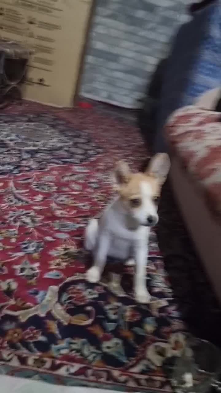 اشپیتزو پامریین|سگ|زنجان, |دیوار