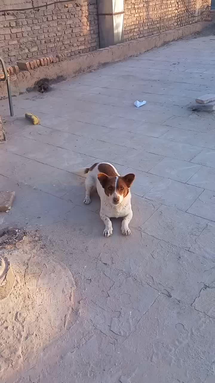 سگ پامر روباهی|سگ|مهریز, |دیوار