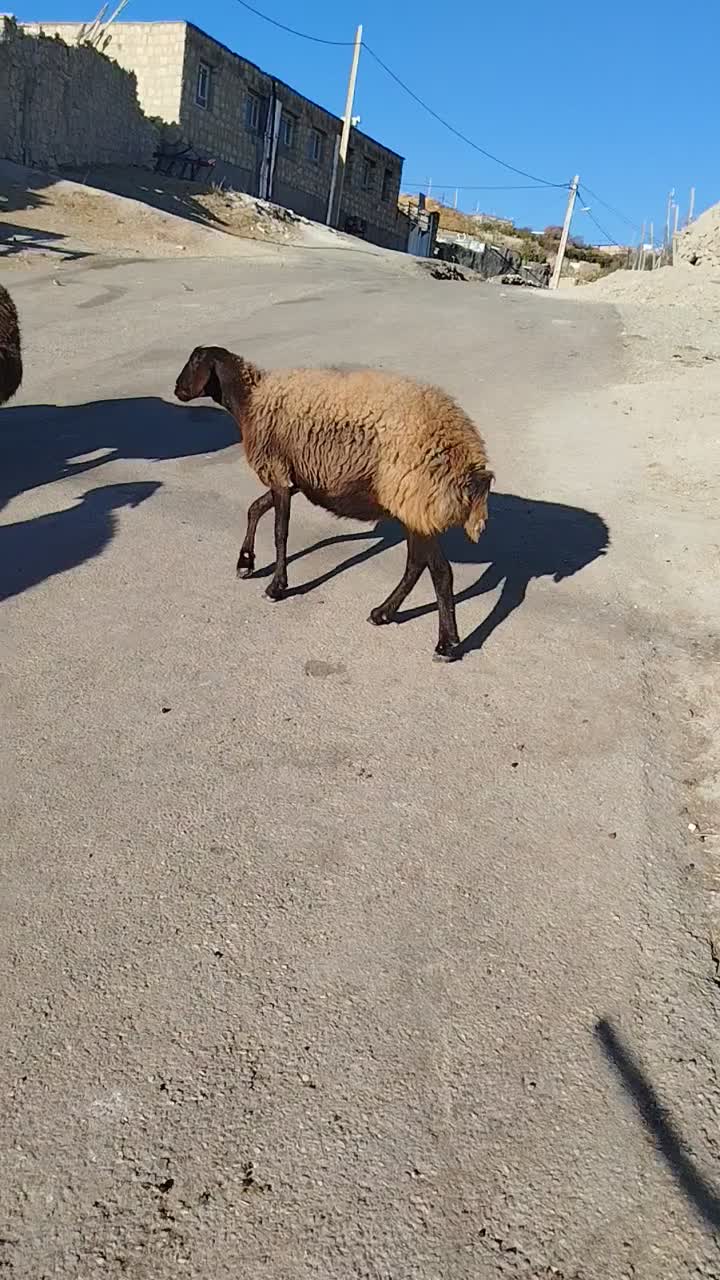 گوسفند|حیوانات مزرعه|ماهنشان, |دیوار