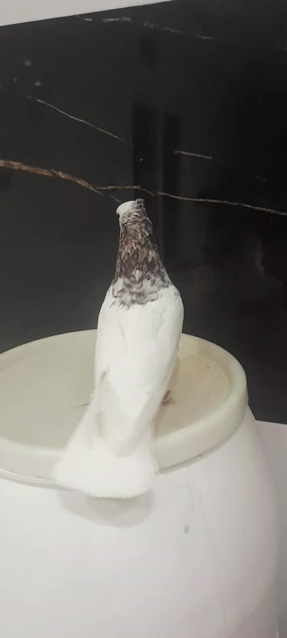 طوقی سرونج نر|پرنده|نیشابور, شهید بهشتی|دیوار