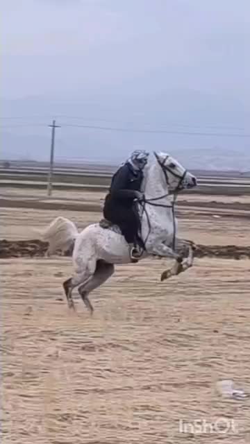 مادیان|اسب و تجهیزات اسب‌سواری|تهران, بازار|دیوار