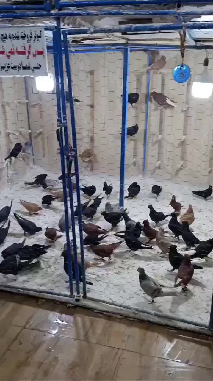 کفتر دم سفید|پرنده|شیراز, آبیاری|دیوار