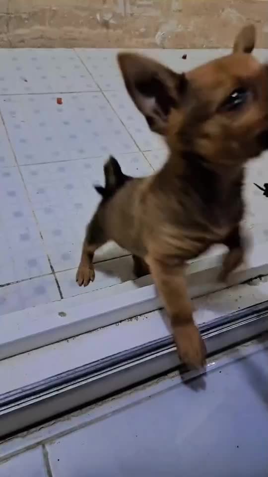 سگ.توله.اشپیتر‌.|سگ|گرگان, |دیوار