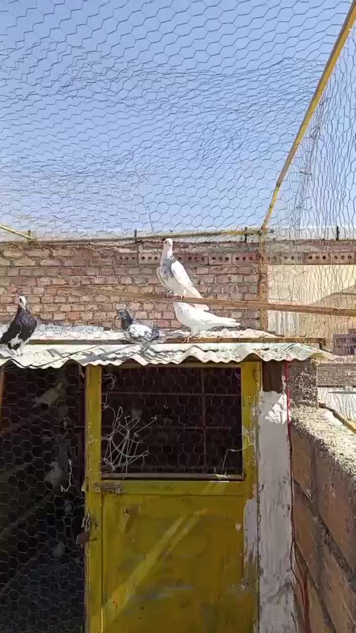 جوجه کبوتر بعد قلم|پرنده|بوکان, |دیوار