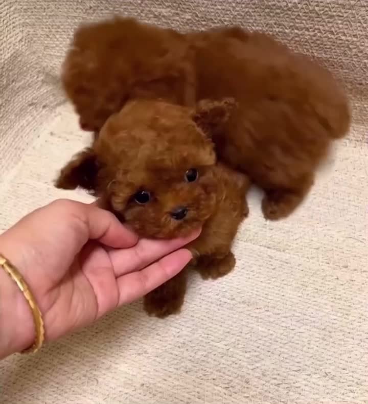 سگ تو جیبی|سگ|شیراز, آبیاری|دیوار