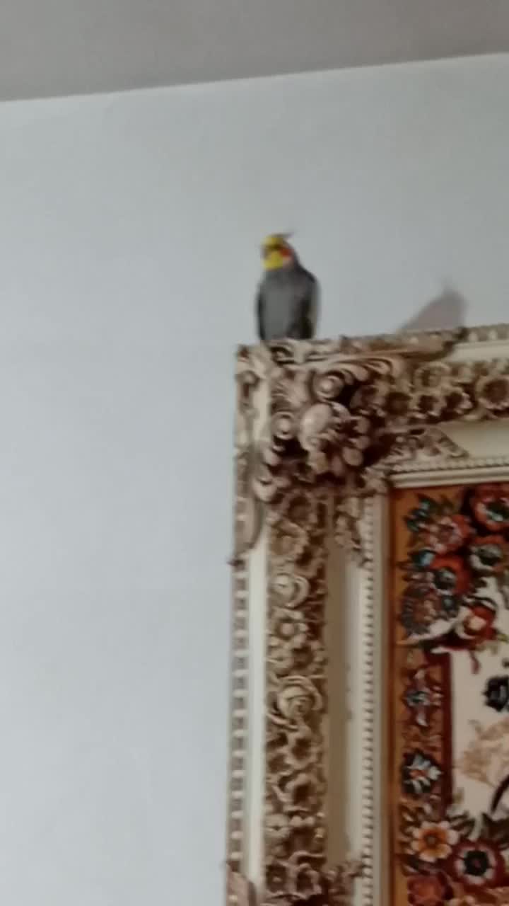 عروس هلندی سخنگو و دستی|پرنده|نسیمشهر, |دیوار