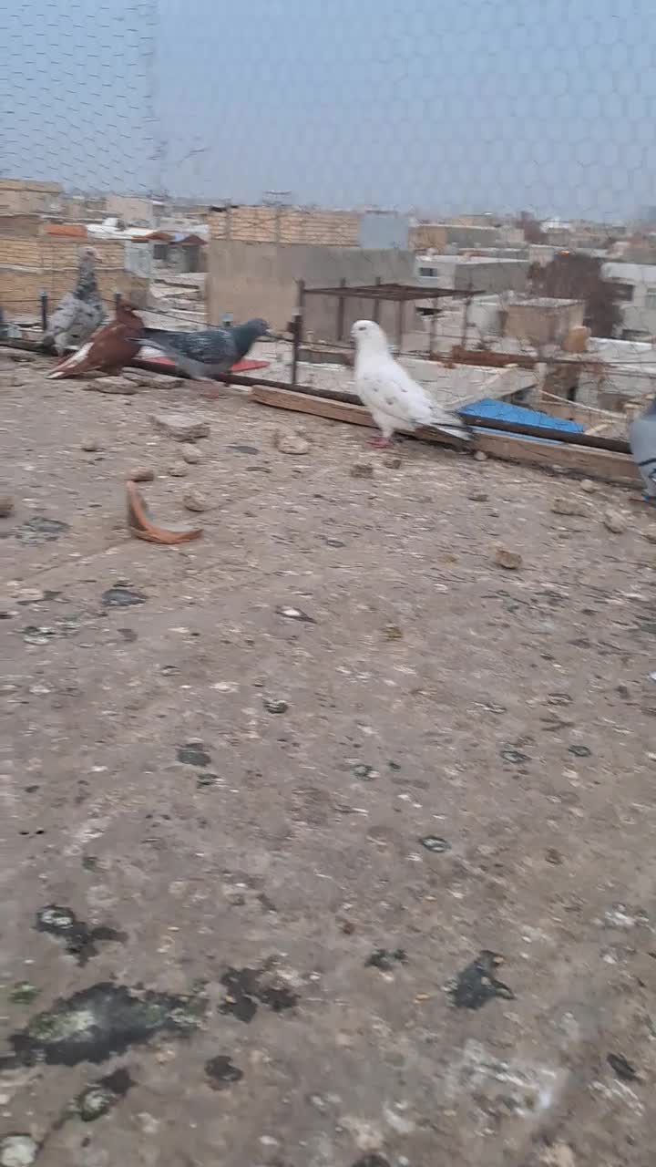 ۳۲عدد کفتر پرشی|پرنده|تاکستان, |دیوار