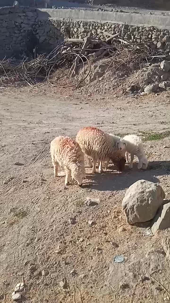 ۳ بره ماده ۱ بره نر|حیوانات مزرعه|قائن, |دیوار