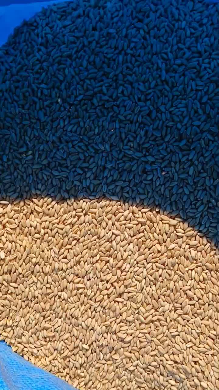 گندم بذری درجه یک|خوردنی و آشامیدنی|شادیان, |دیوار