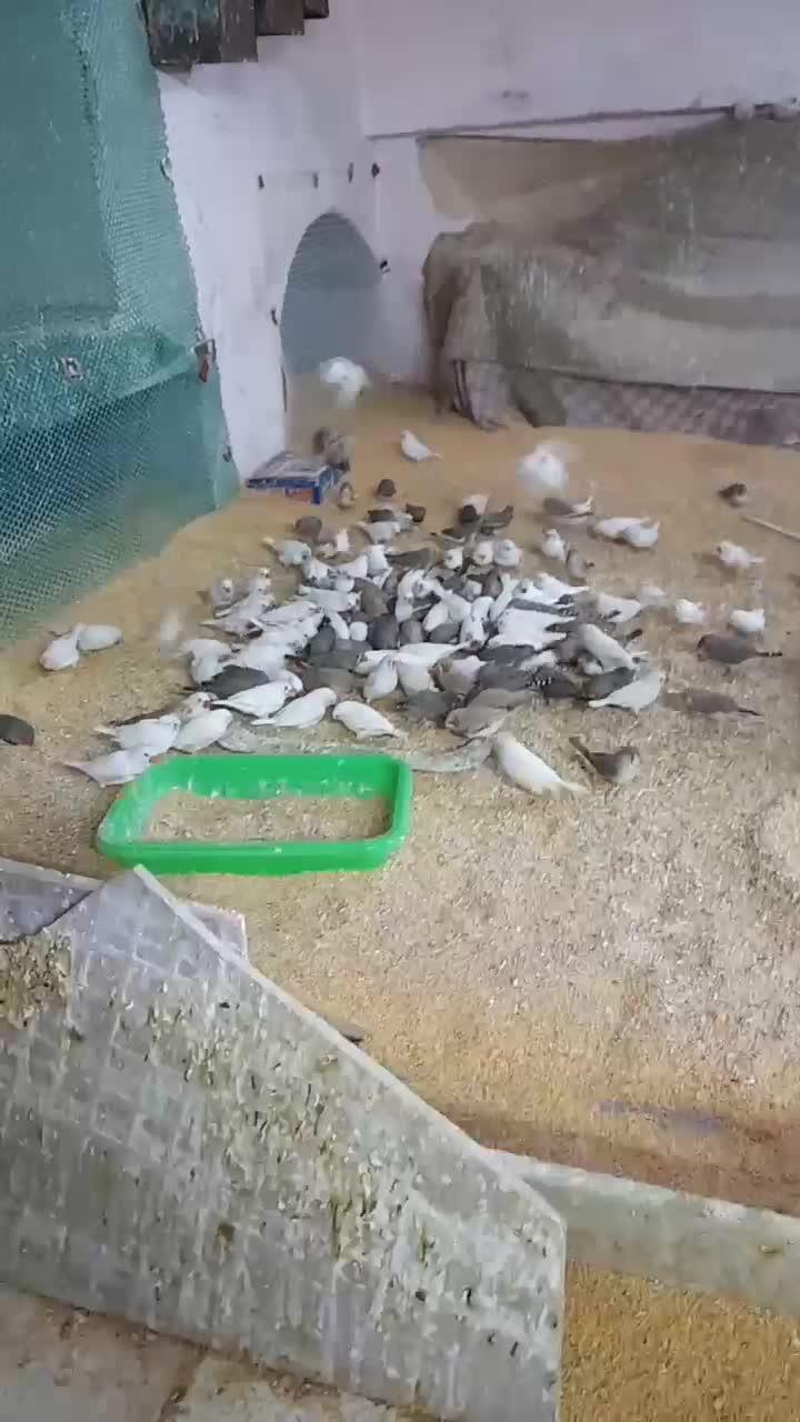 فنچ مولد خونگی روجوجوجه وتخم|پرنده|برخوار, |دیوار