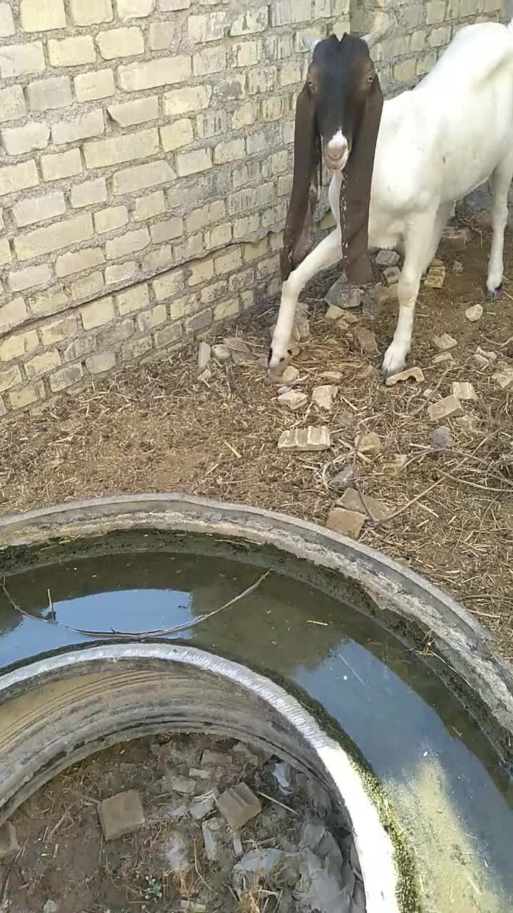 بزافعانی|حیوانات مزرعه|باوی, |دیوار