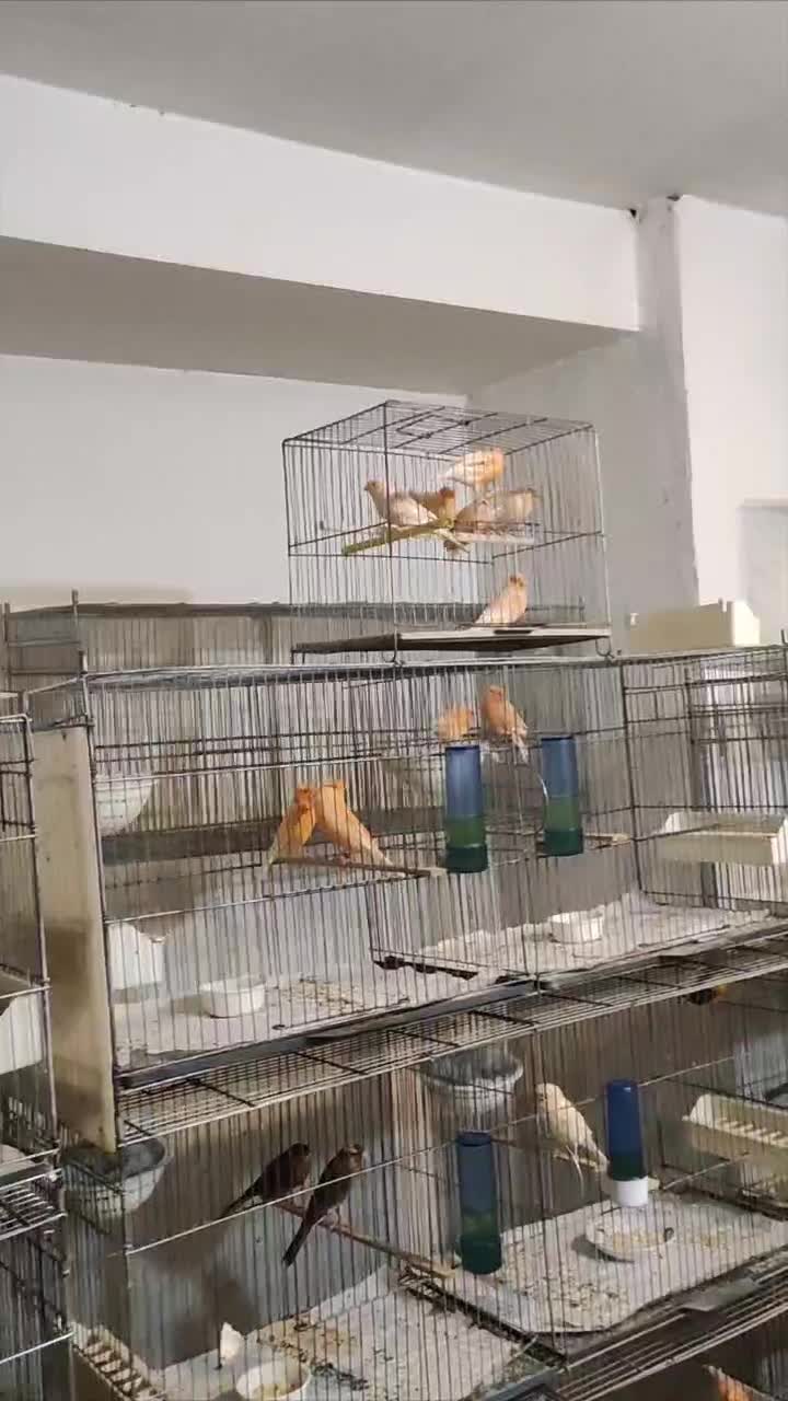 قناری سرخ ردفکتور ماده۲۵۰۰۰۰۰|پرنده|تهران, درب دوم|دیوار