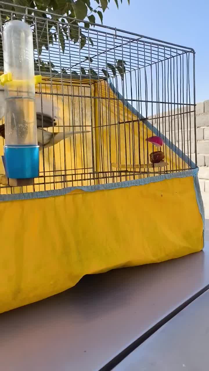 قناری|پرنده|محمدشهر, زیبادشت|دیوار