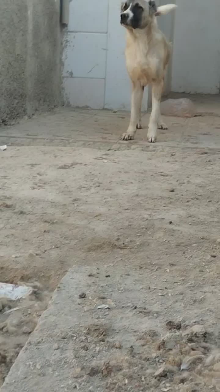 دو عدد آلابای نر ۸ماه|سگ|رباط‌کریم, رباط‌کریم|دیوار