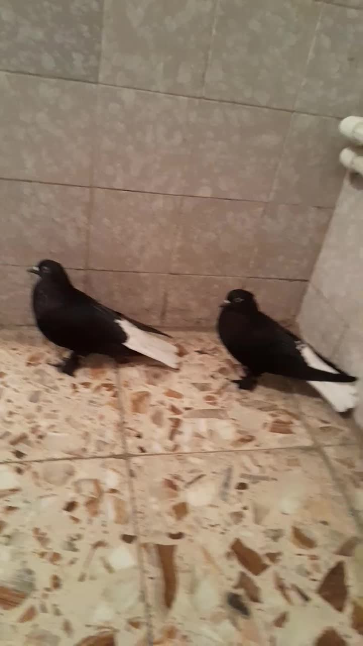 تعدادی کبوتر|پرنده|بهبهان, |دیوار