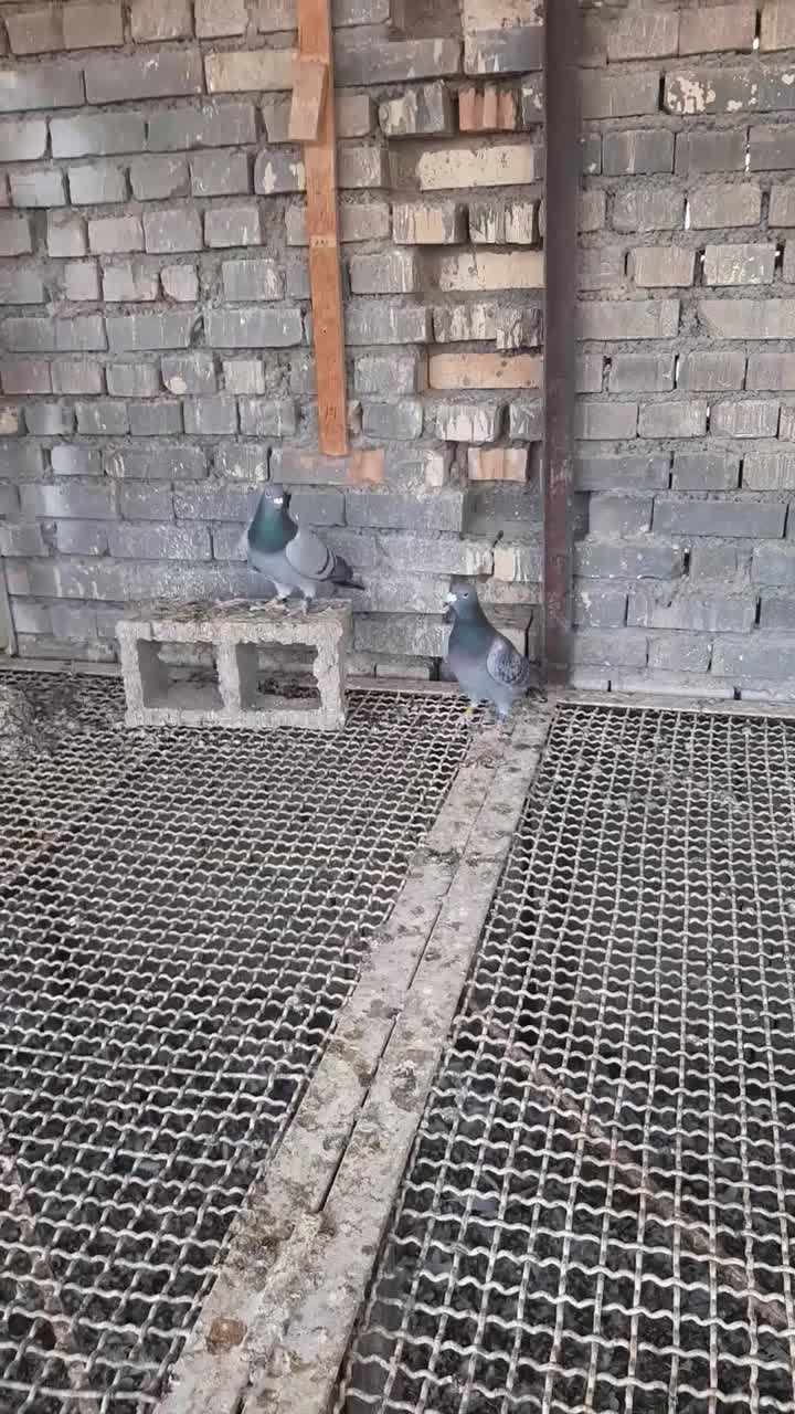 جفت عراقی فروشی|پرنده|سوسنگرد, |دیوار