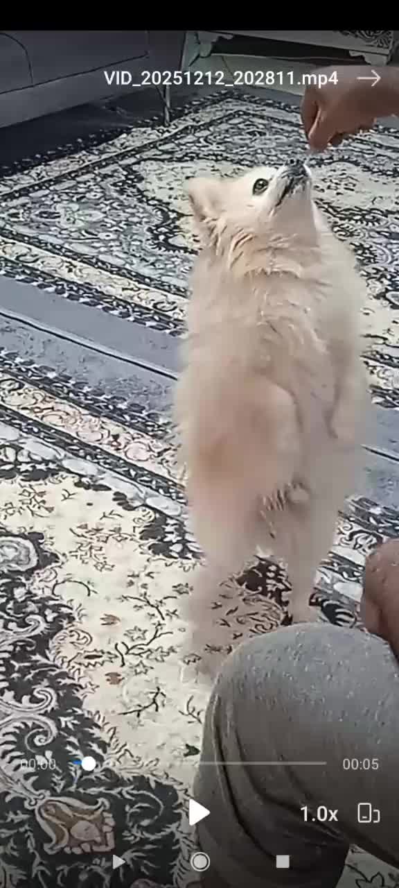 پامرانین بازی گوش|سگ|گلبهار, شهر جدید گلبهار|دیوار