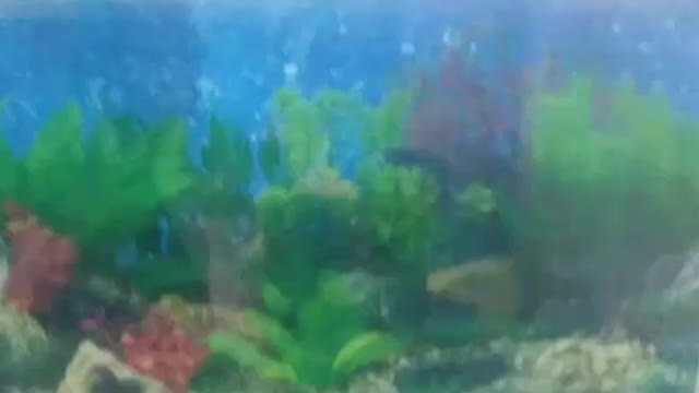 اکواریوم ماهی|ماهی|خمینی‌شهر, |دیوار