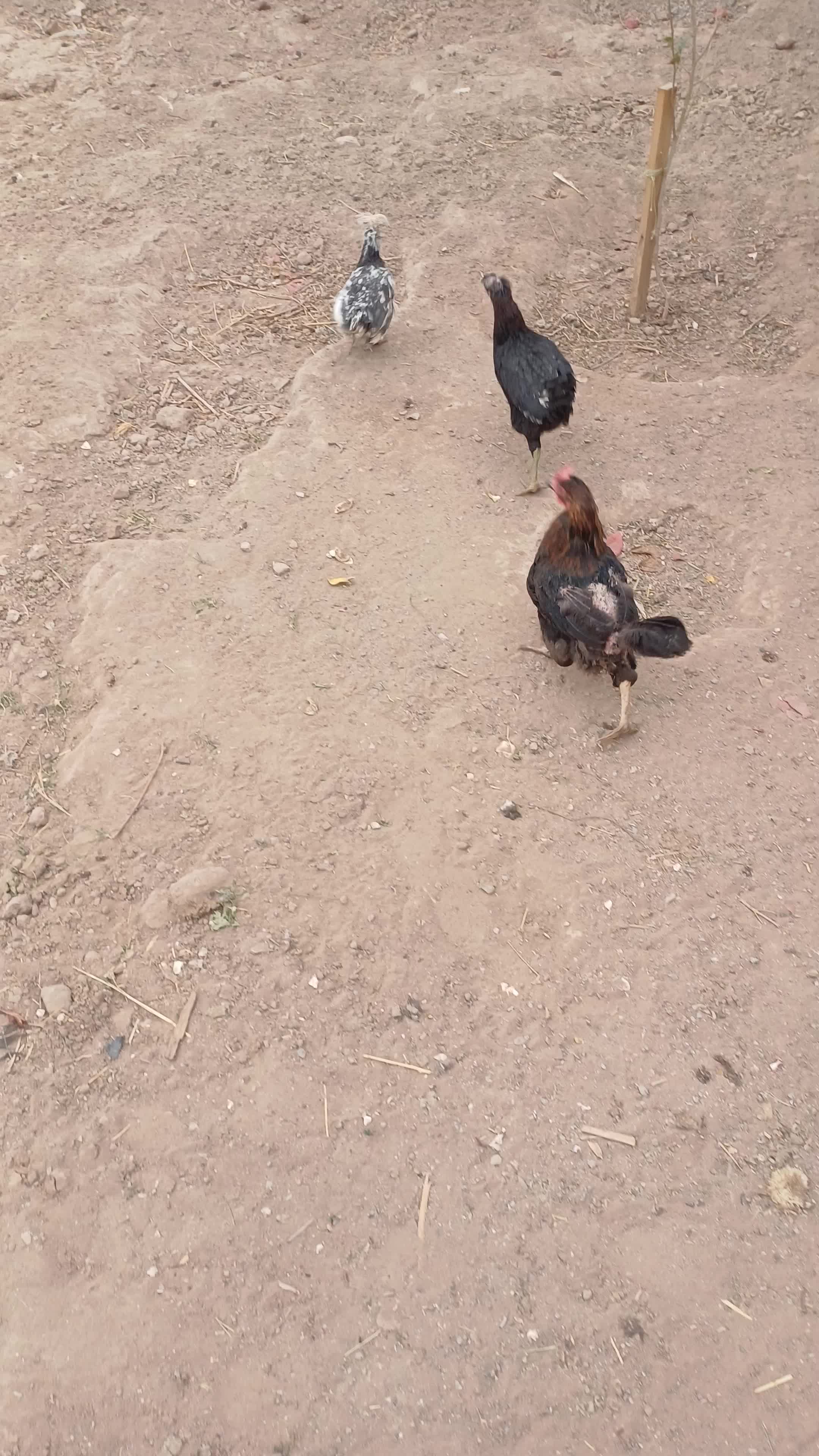 مرغ وجوجه|حیوانات مزرعه|آران و بیدگل, |دیوار