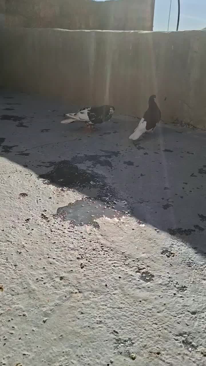 کبوتر شهری خوشرنگ|پرنده|شیراز, حومه شیراز|دیوار