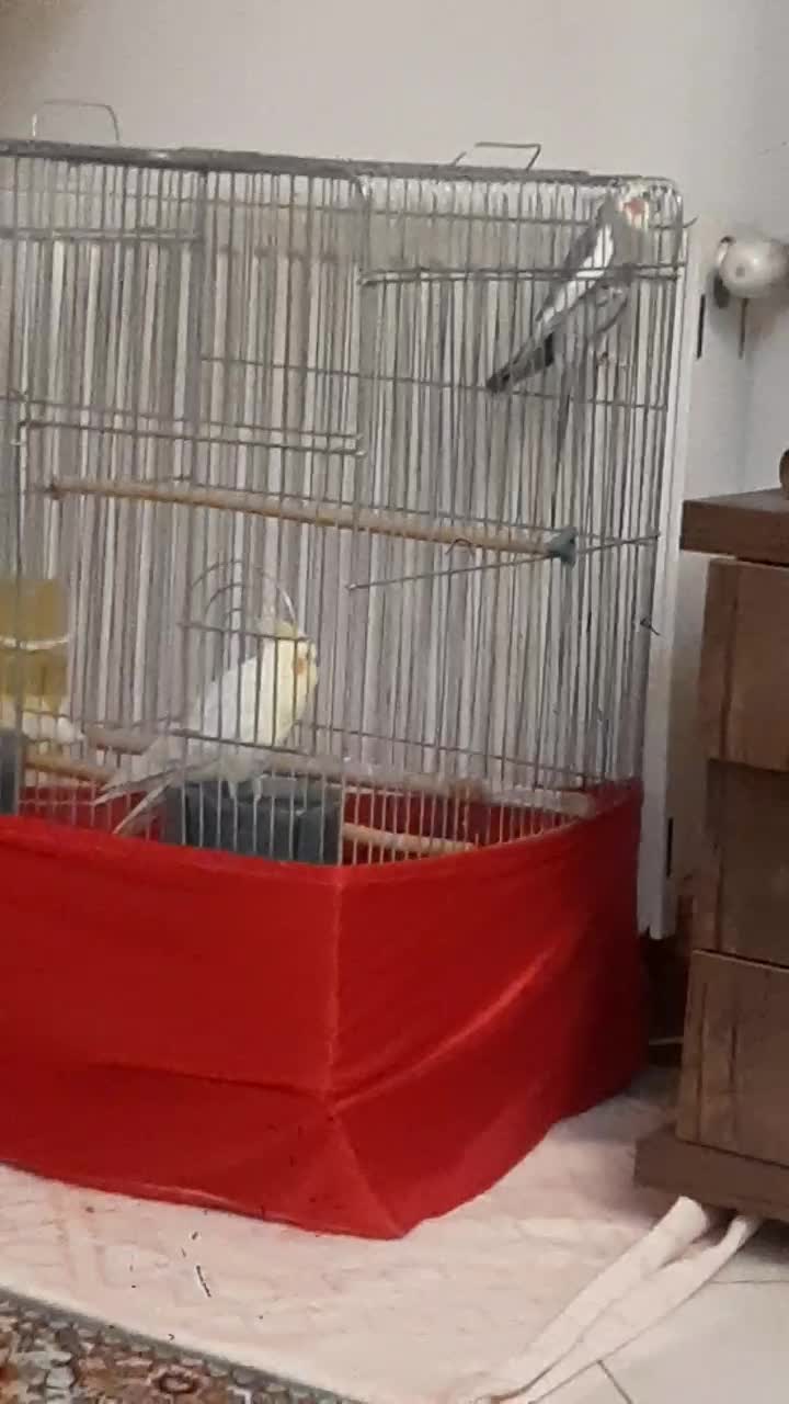 عروس هلندی نر بالغ و مست|پرنده|ملارد, |دیوار