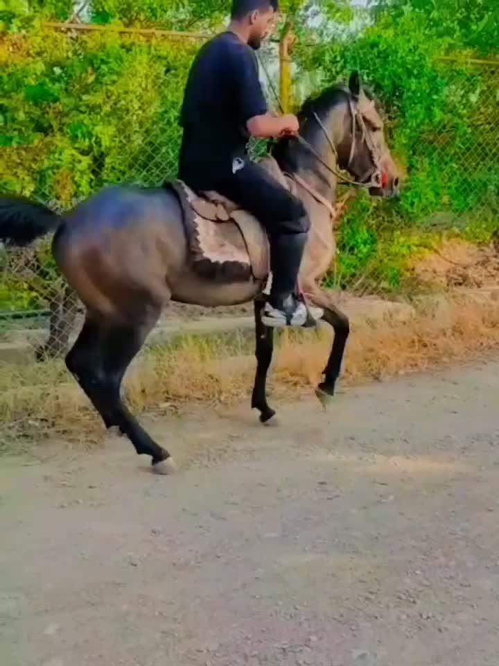 اسب کرد|اسب و تجهیزات اسبسواری|ابهر, |دیوار