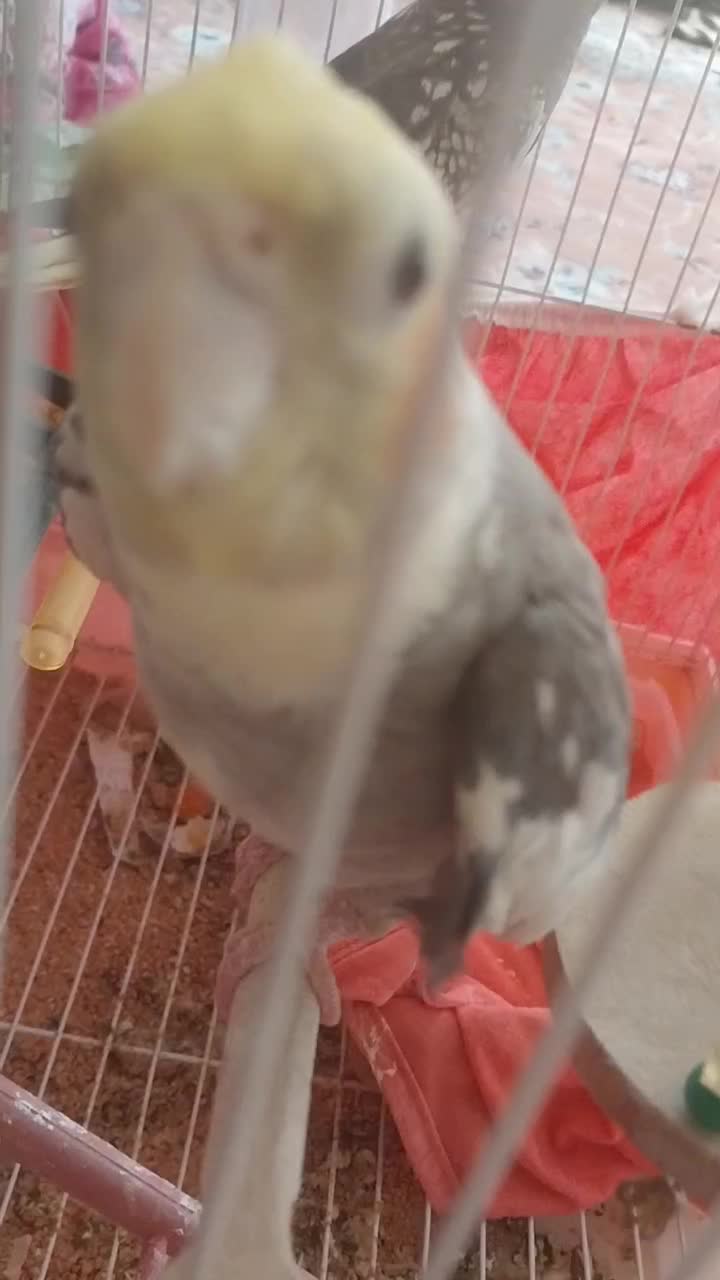 عروس هلندی نر و ماده|پرنده|تبریز, |دیوار