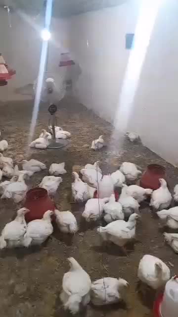 جوجه و نیمچه بوقلمون مرغ/خروس/گوشتی وبومی/تخممرغ|حیوانات مزرعه|تهران, آبشار|دیوار